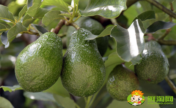 切開(kāi)的牛油果沒(méi)熟怎么催熟,牛油果切開(kāi)沒(méi)熟可以用白醋