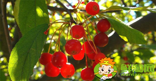 垂絲海棠果實能泡酒喝嗎，垂絲海棠果實幾月份成熟