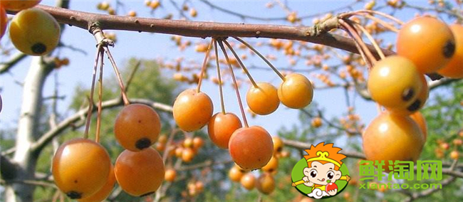 垂絲海棠果實能泡酒喝嗎，垂絲海棠果實幾月份成熟