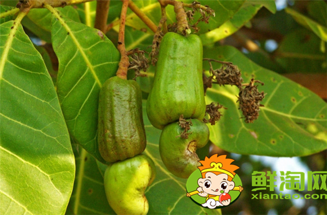 腰果什么時候成熟上市，腰果價格多少錢一斤