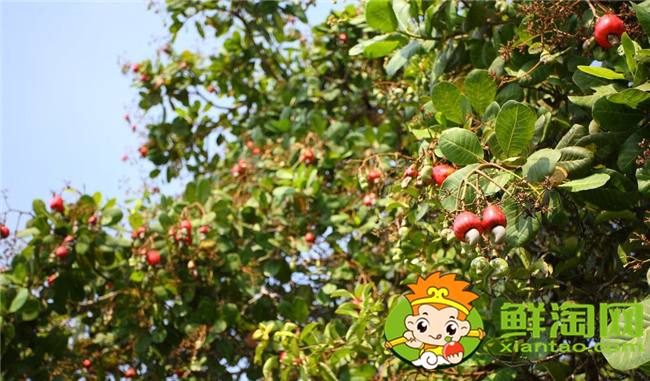 越南腰果產地在哪里,腰果主要產地在越南那里