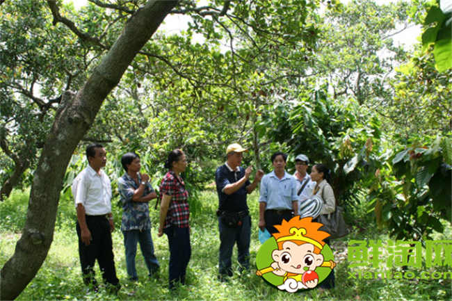 越南腰果產地在哪里,腰果主要產地在越南那里