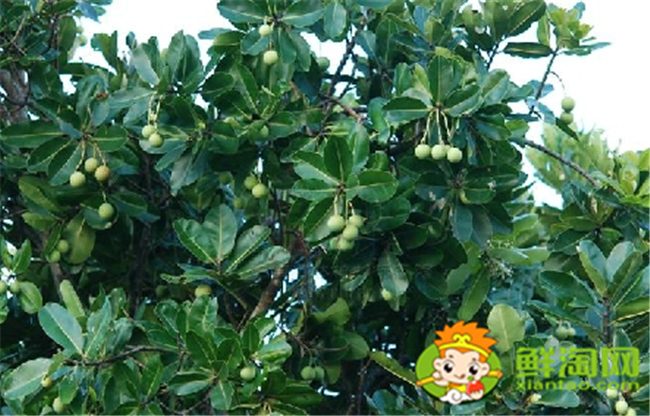 絢麗海棠果實什么顏色,絢麗海棠之果實圖片