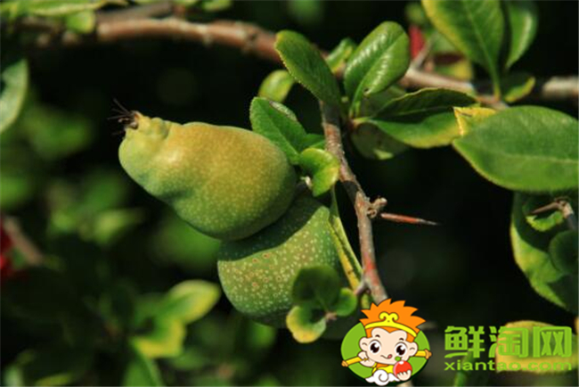 貼梗海棠果實可以吃嗎,貼梗海棠果實如何食用