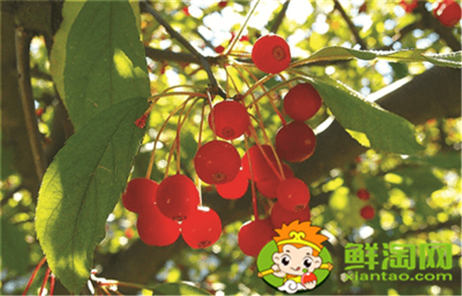 垂絲海棠果實(shí)什么時(shí)候成熟,垂絲海棠果實(shí)功效