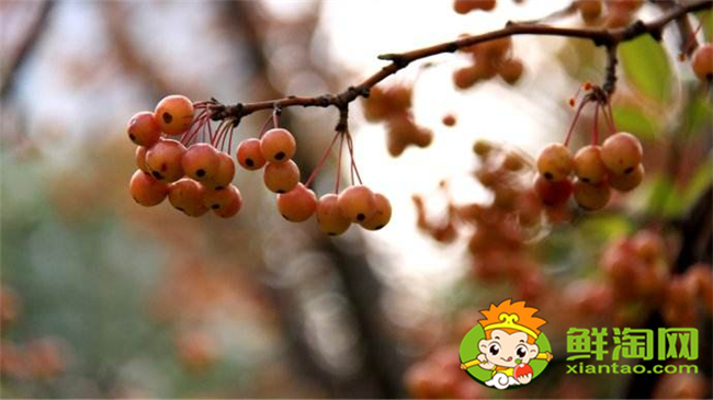 垂絲海棠果實(shí)什么時(shí)候成熟,垂絲海棠果實(shí)功效
