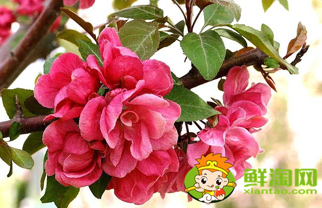 什么品種的北美海棠好看，北美海棠品種介紹圖片