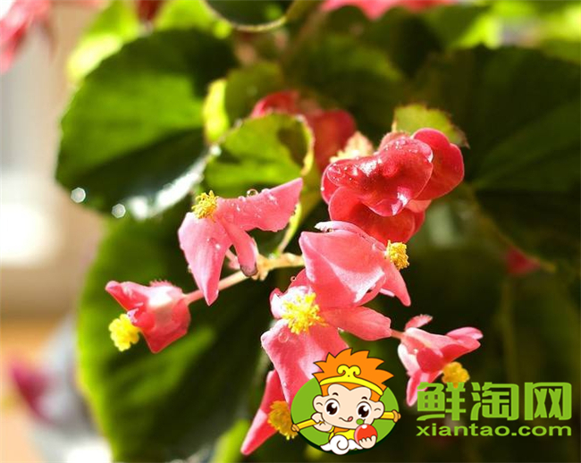 什么品種的北美海棠好看，北美海棠品種介紹圖片