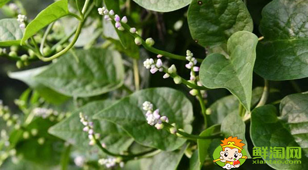 木耳菜的根莖能吃嗎，開花的木耳菜吃起來怎么是酸的
