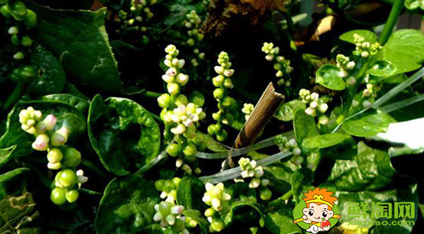 木耳菜開什么顏色的花,木耳菜的花是否去掉