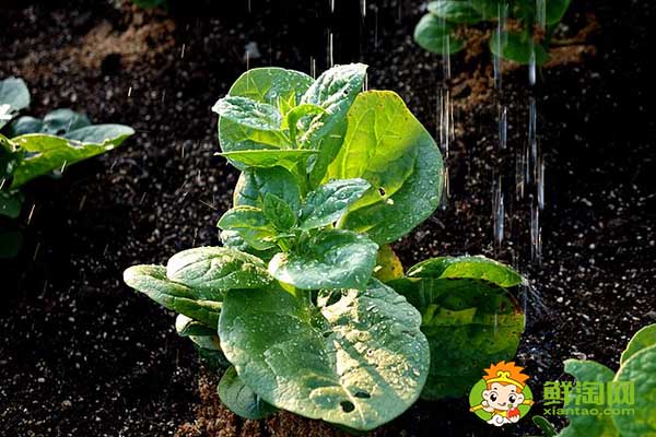 木耳菜如何過冬,木耳菜第二年還能長嗎