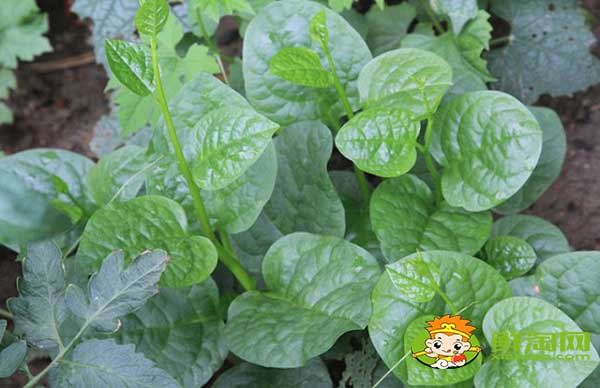 木耳菜如何過冬,木耳菜第二年還能長嗎