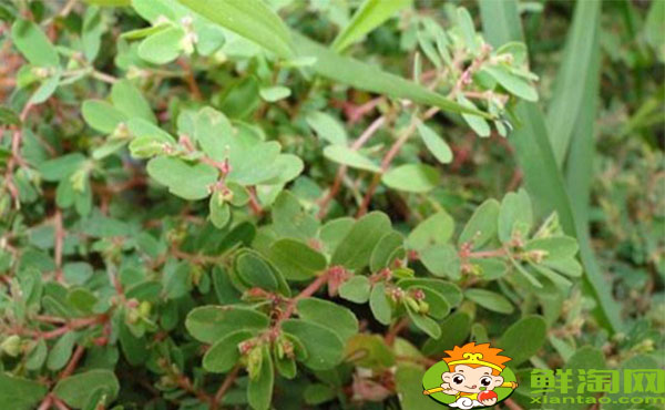 馬齒莧和地錦草的區別，假馬齒莧別名叫什么