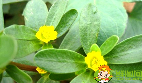 馬齒莧為什么叫長(zhǎng)壽菜,黑色長(zhǎng)壽菜就是馬齒莧嗎