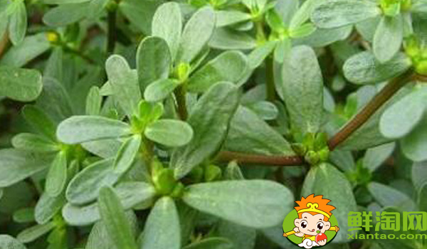 馬齒莧和地錦草的區別，假馬齒莧別名叫什么