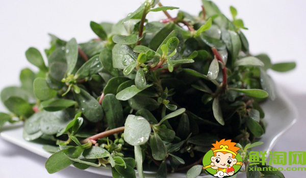 假馬齒莧可以吃嗎，真假馬齒莧最大區(qū)別