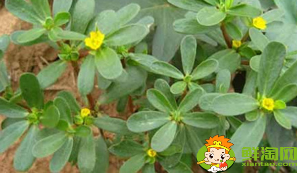 假馬齒莧可以吃嗎,真假馬齒莧最大區(qū)別