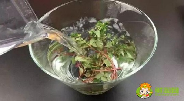 馬齒莧泡水喝用濕的還是干的,一般馬齒莧泡水喝多長(zhǎng)時(shí)間為好