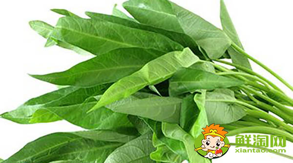 蕹菜又名什么，水雍菜和空心菜的區(qū)別