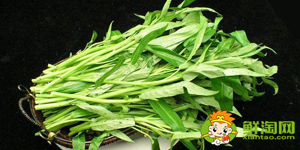 哪種空心菜好吃,空心菜和竹葉菜的區(qū)別