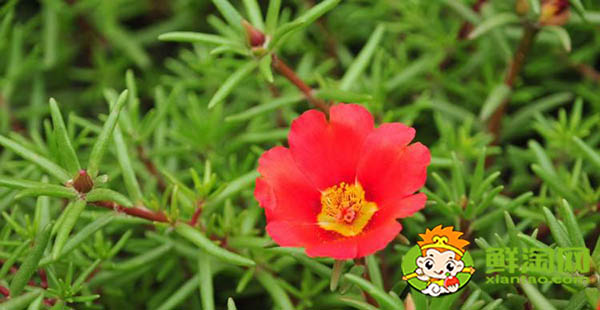 馬齒莧有幾種品種,能吃的馬齒莧有幾種