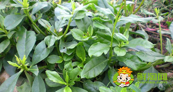 馬齒莧有幾種品種，能吃的馬齒莧有幾種