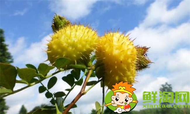 刺梨怎么去籽，刺梨籽可以使用嗎