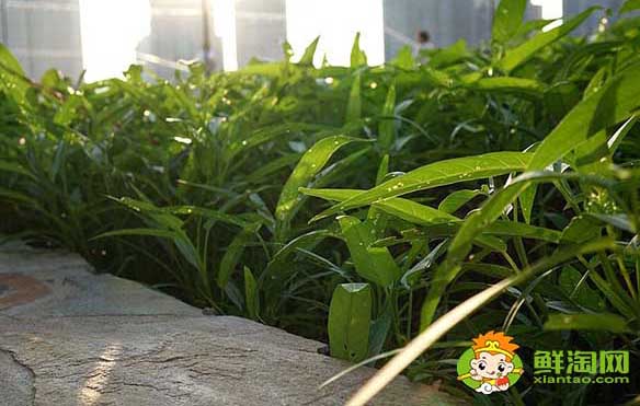 空心菜嫩的怎么挑，泰國竹葉空心菜特點