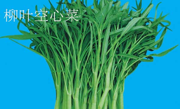竹葉和柳葉空心菜哪個產量高，小柳葉空心菜是不是青梗的