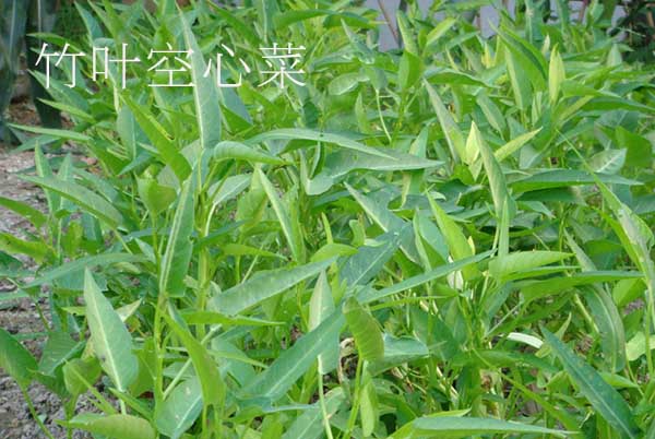 竹葉和柳葉空心菜哪個產量高,小柳葉空心菜是不是青梗的