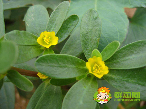 馬齒莧開什么顏色的花，馬齒莧圖片大全