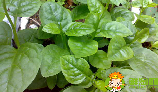 木耳菜只吃葉片不吃桿嗎，木耳菜可生吃嗎