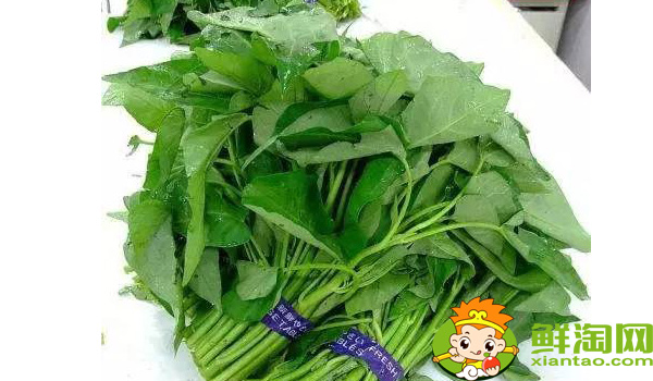 江西大葉空心菜哪里產(chǎn)的，江西空心菜的圖片大全