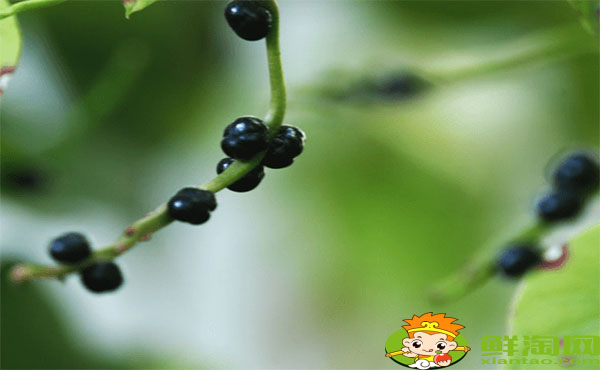 木耳菜的籽可以吃嗎，木耳菜的紫色籽能吃嗎