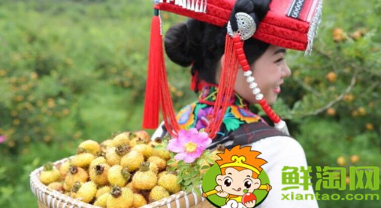 刺梨什么時候采摘最好，刺梨怎么去刺再泡冰糖