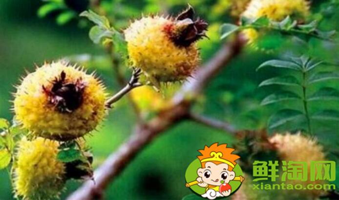 刺梨什么時候采摘最好，刺梨怎么去刺再泡冰糖