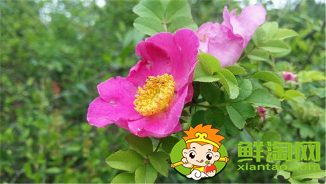 刺梨花是什么樣子的，刺梨花的顏色有幾種