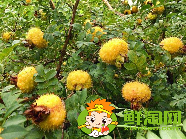 刺梨汁一天喝多少,刺梨汁什么時(shí)候喝