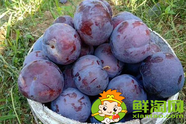 黑布林和黑布李一樣嗎，黑布李和黑布林的區(qū)別