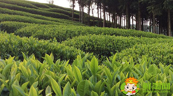 大紅袍的樹的品種是什么名,武夷山大紅袍母樹是最古老的茶樹嗎