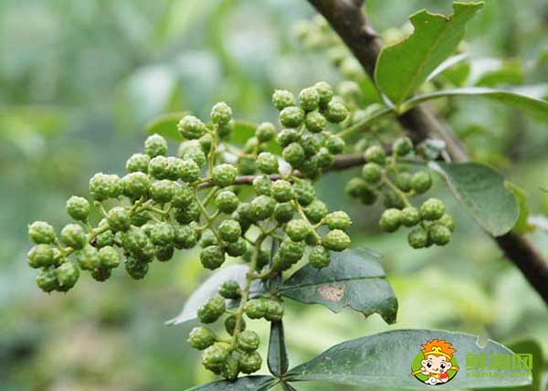 花椒應該怎么存放不跑味道,生花椒想存放一年怎么放