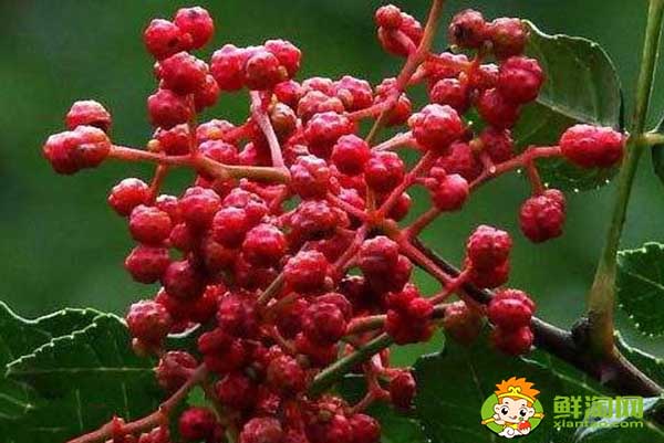 新鮮花椒怎么運輸不會壞,花椒的運輸和保存方法