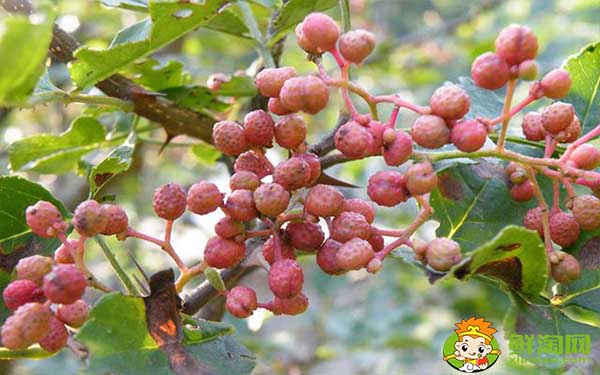 新鮮花椒怎么運輸不會壞，花椒的運輸和保存方法