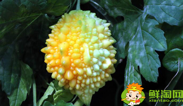 金鈴子什么時(shí)候可以吃，金鈴子成熟季節(jié)