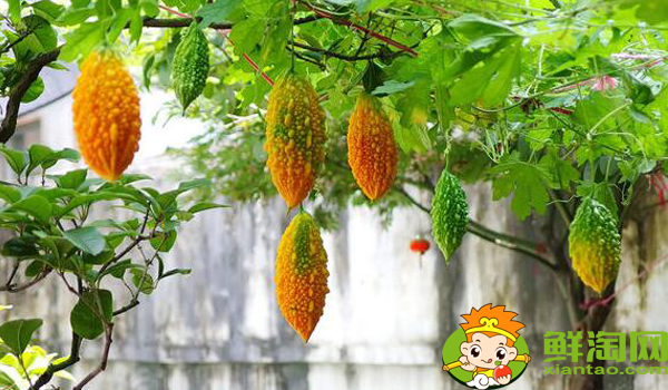 金鈴子什么時(shí)候可以吃，金鈴子成熟季節(jié)