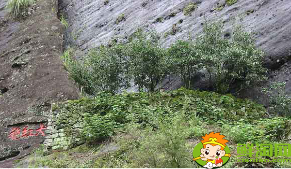 武夷山大紅袍母樹(shù)多少年歷史，武夷山大紅袍母樹(shù)有多少棵