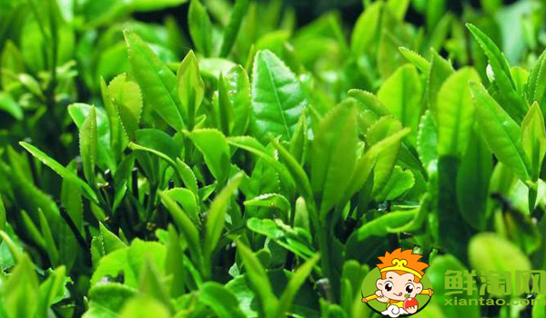 武夷山大紅袍母樹(shù)多少年歷史，武夷山大紅袍母樹(shù)有多少棵