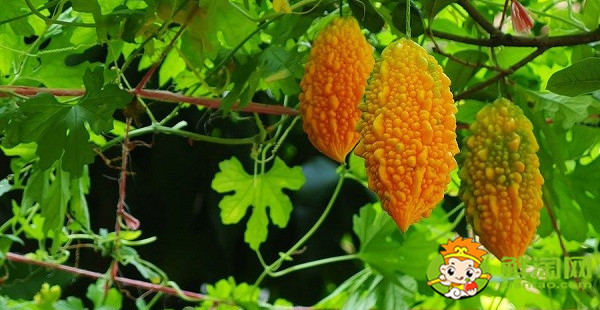 金鈴子果肉里長的什么蟲，金鈴子長蟲子了怎么辦