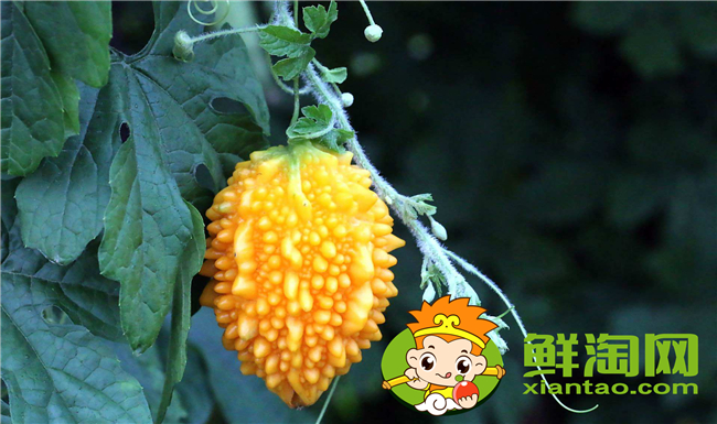 金鈴子黃了皮能吃嗎，金鈴子食用方法