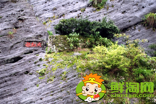武夷山大紅袍是什么茶，武夷山大紅袍多少錢一斤